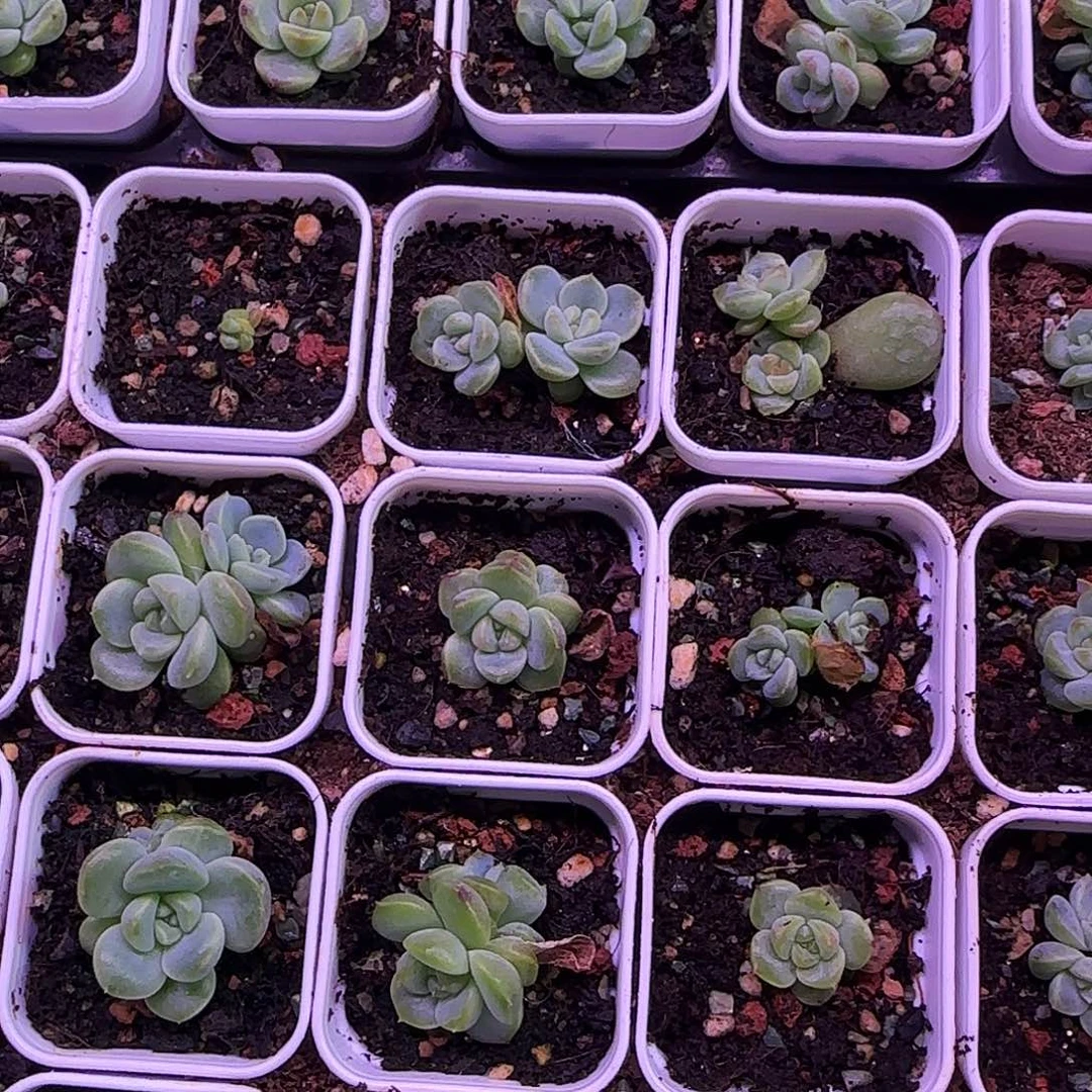 154 中盆一个满25包邮