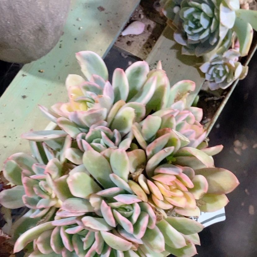 【闪购商品】绮罗锦17113