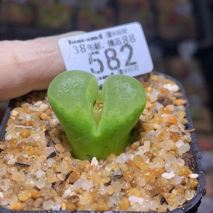 Zzz 精品生石花582