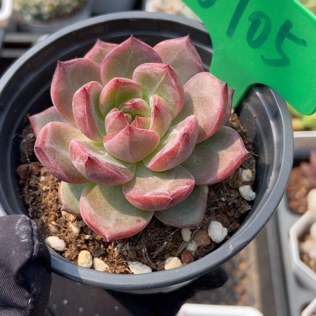 6705夜魔侠多肉植物保护