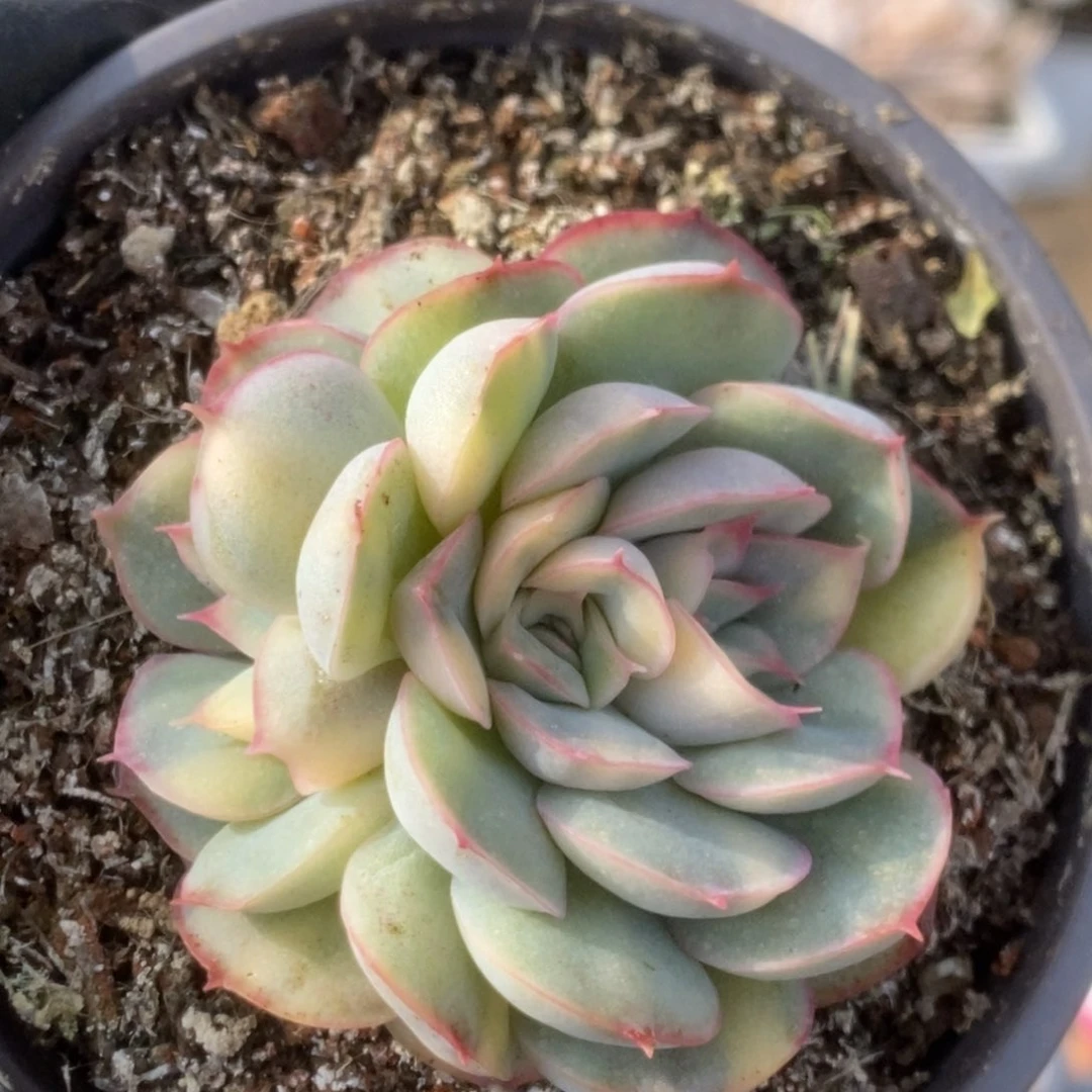 237猎户座锦锦锦锦锦