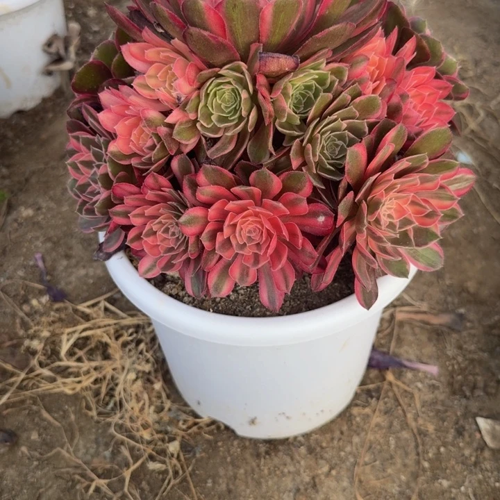 741黑魔锦。多肉植物