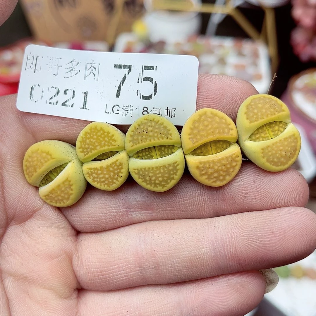 郎哥多肉生石花21-75