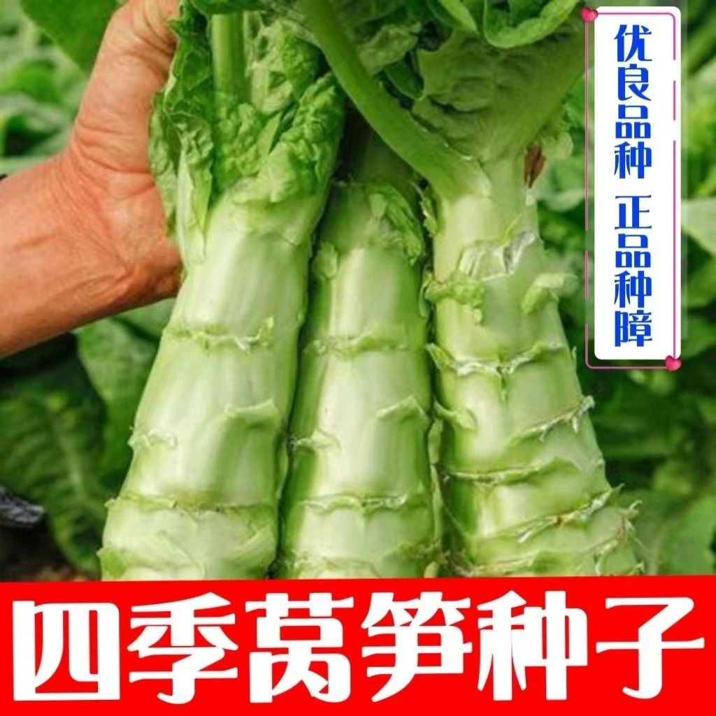 四季莴笋种子三青玉青皮绿肉清香莴笋种子耐寒耐热春秋季冬季播种