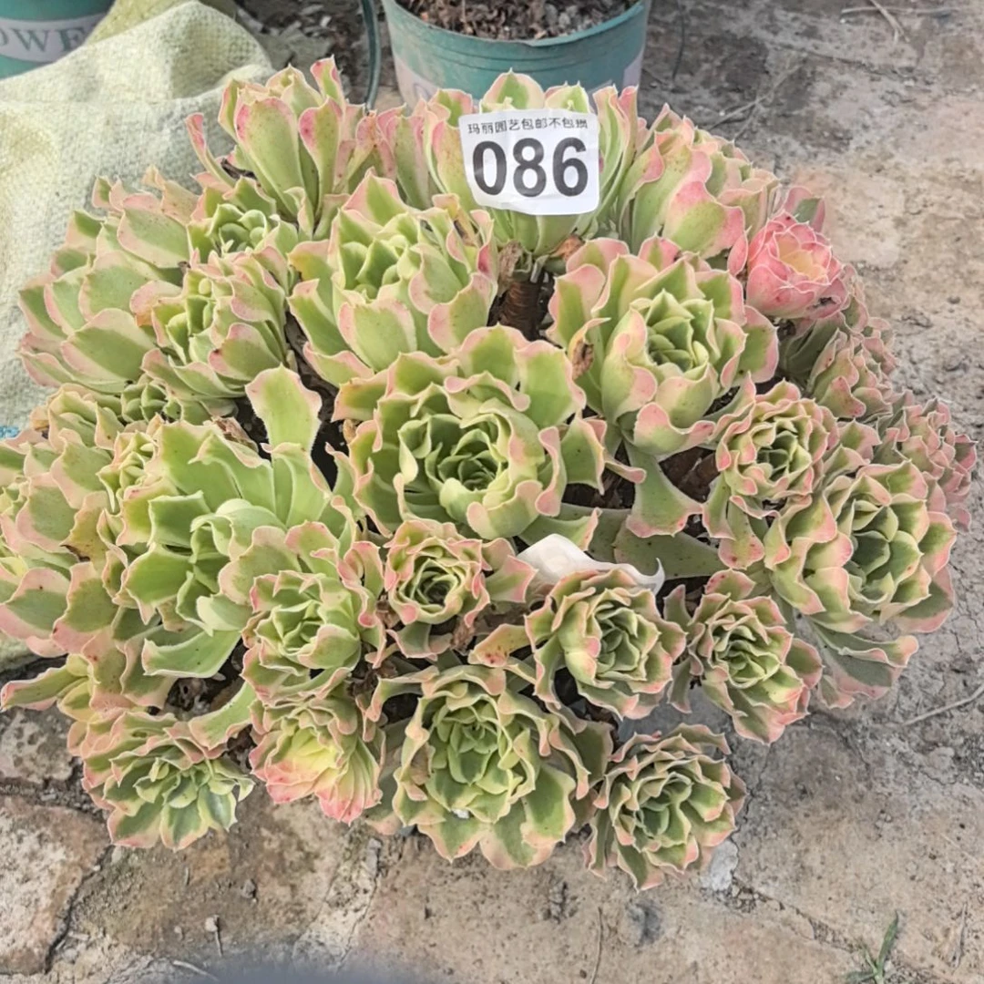 086白凤花花法师外卖
