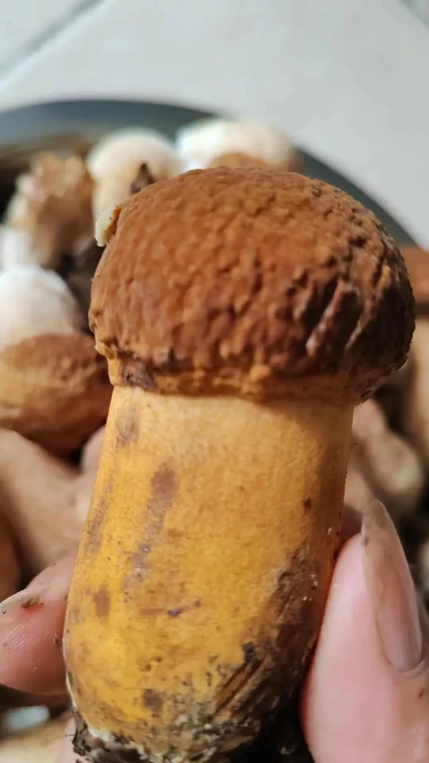 黄赖头云南新鲜野生黄牛肝菌，黄香菌500克一1000克顺丰空运包邮