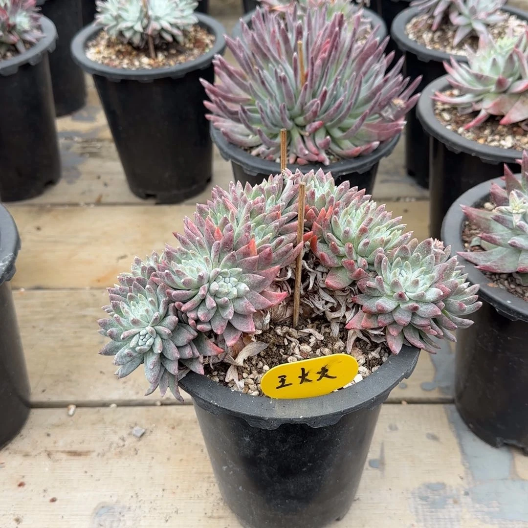 麟*20250204z多肉王火火