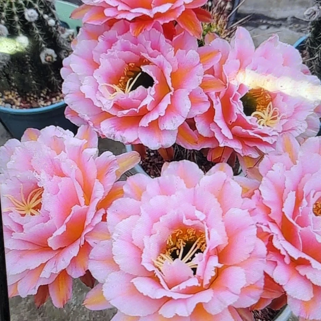 粉桃毛侧牙20包邮仙人球33