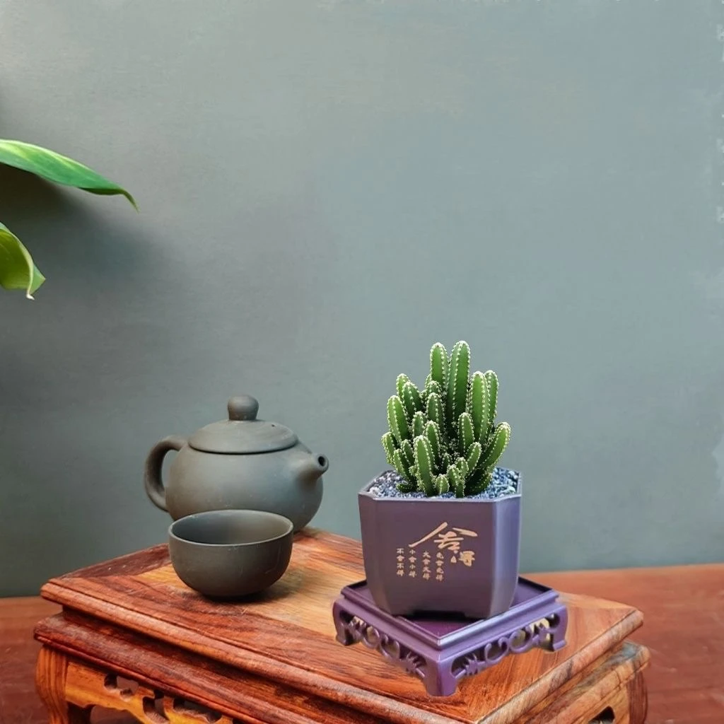 万重山植物盆栽桌面茶宠