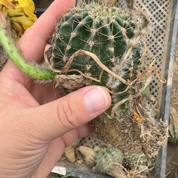 273彩草歪根脱土发货斑一个，20包邮