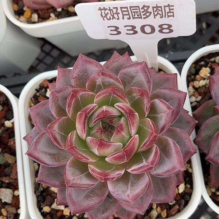 多肉植物3308 一定要拍个冷链哦