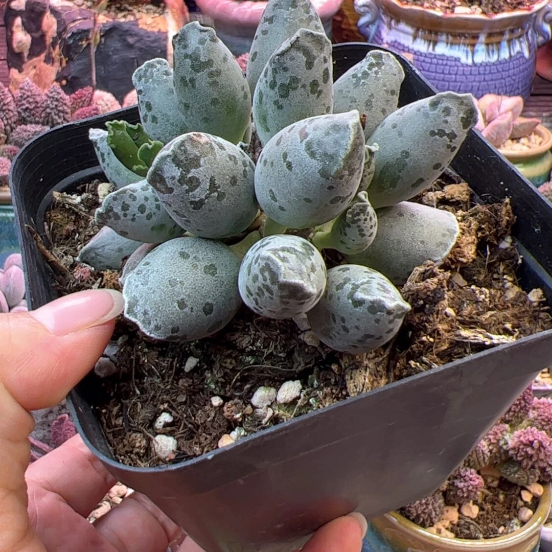 白肌海豹。