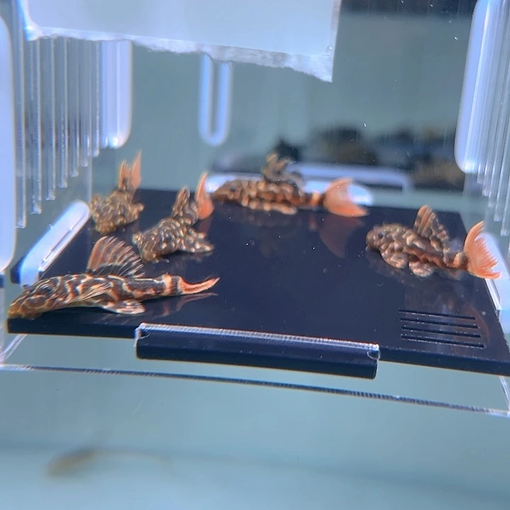 清道夫鱼14-007帝王血钻5条(有瑕疵2条)