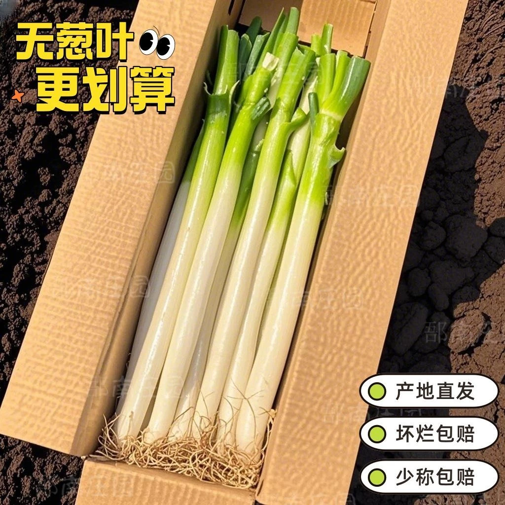 珍口福新鲜现拔大葱水果大葱甜葱现挖香葱去半叶只发葱白5/9斤