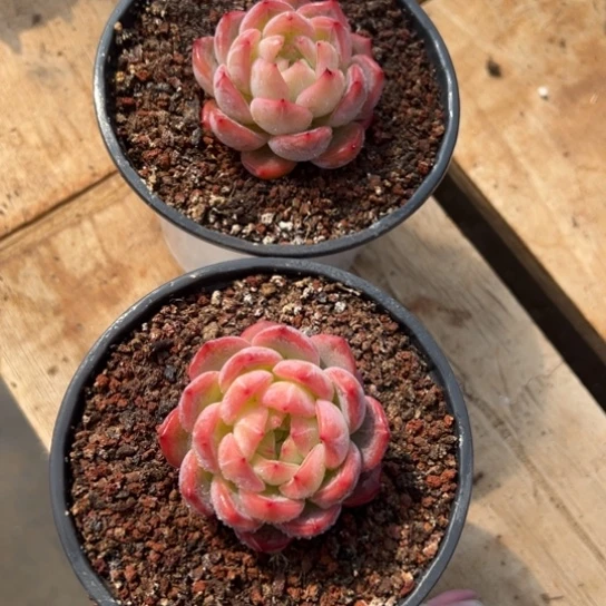 红鸾两棵组 夏鸣园艺