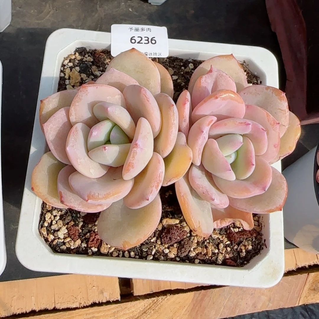 奶茶，6236多肉植物