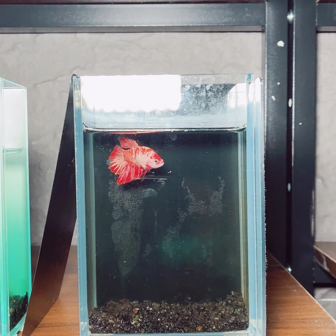 斗鱼红金半月母鱼