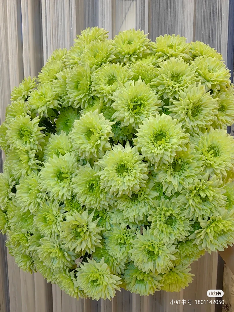 两单包邮!小雏菊【滇之翠羽】