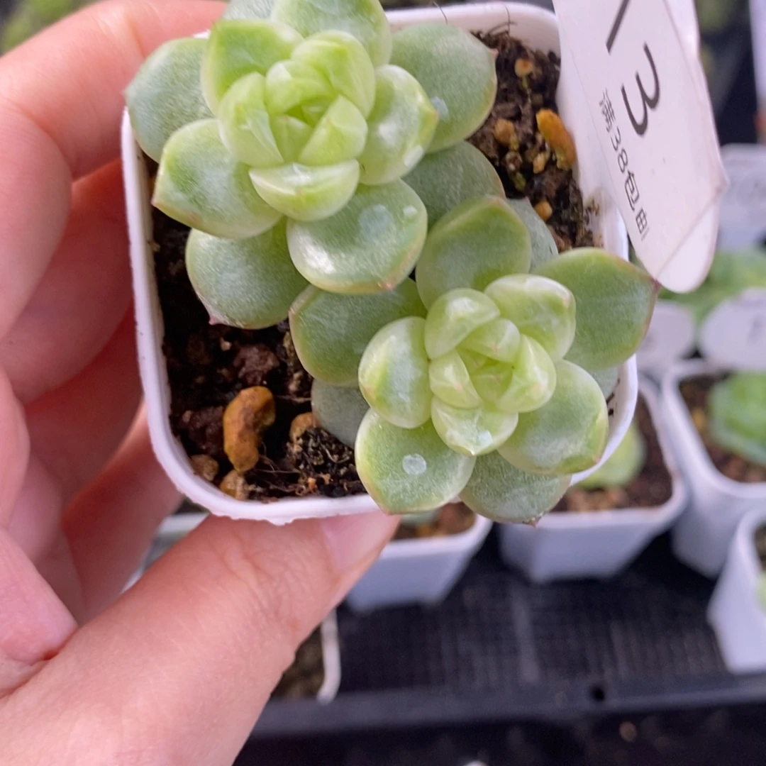 银月珍妮双头一颗113号