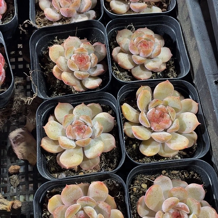 红恋2.8带盆土发货