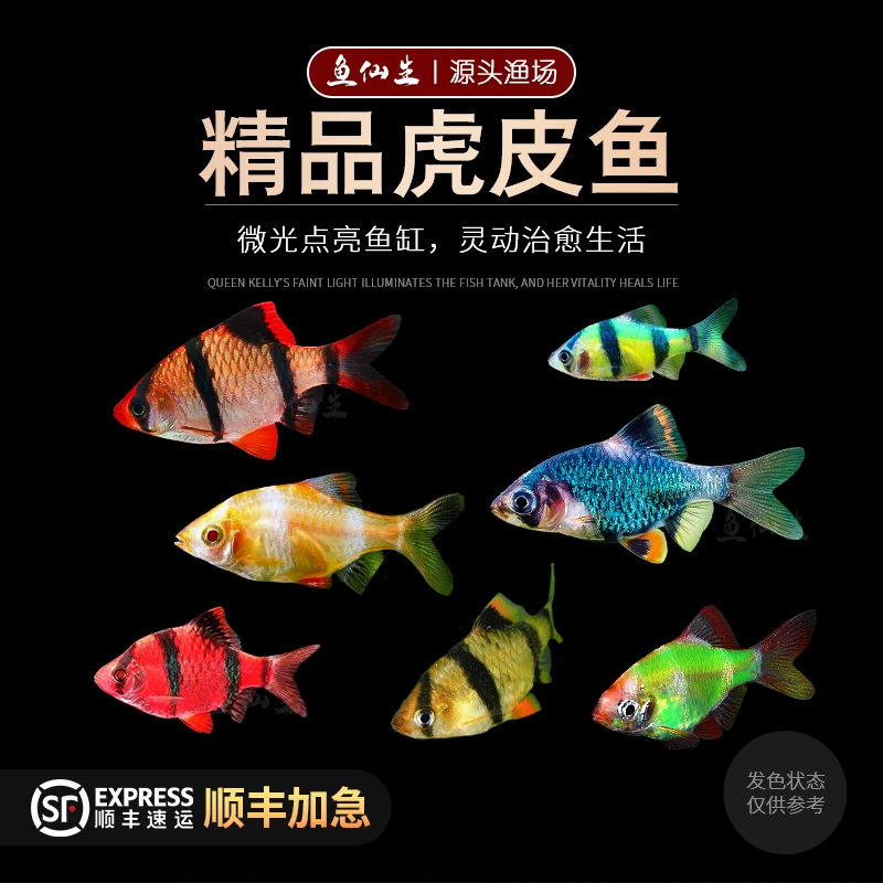 【直播优惠】虎皮鱼 四间绿虎皮 红虎皮 青苹果翡翠虎皮活体热带鱼