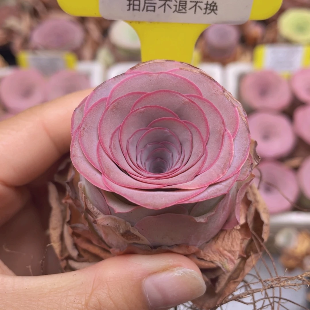 山地玫瑰C280满38包邮裸根发货