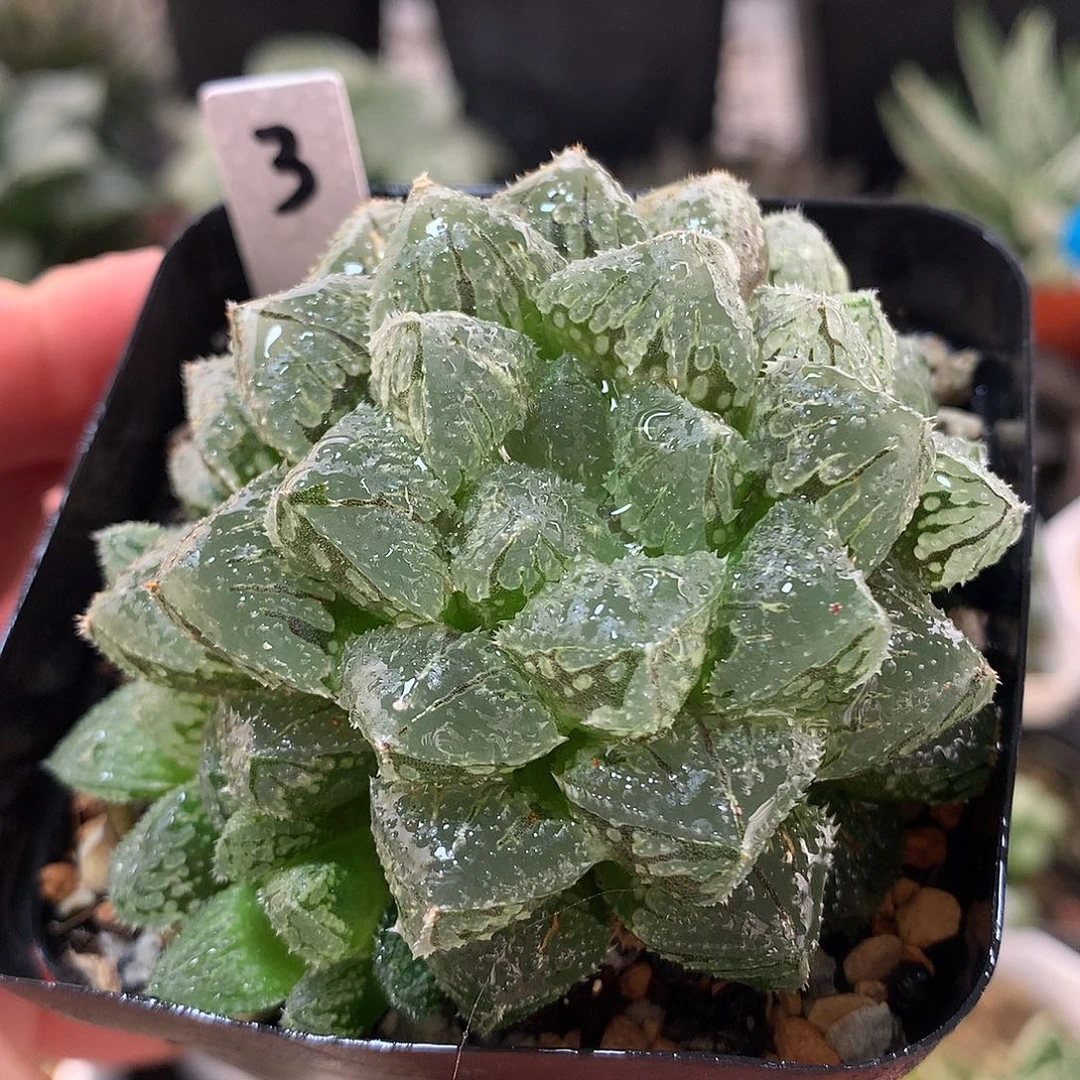 3号魔刺玉露带盆土