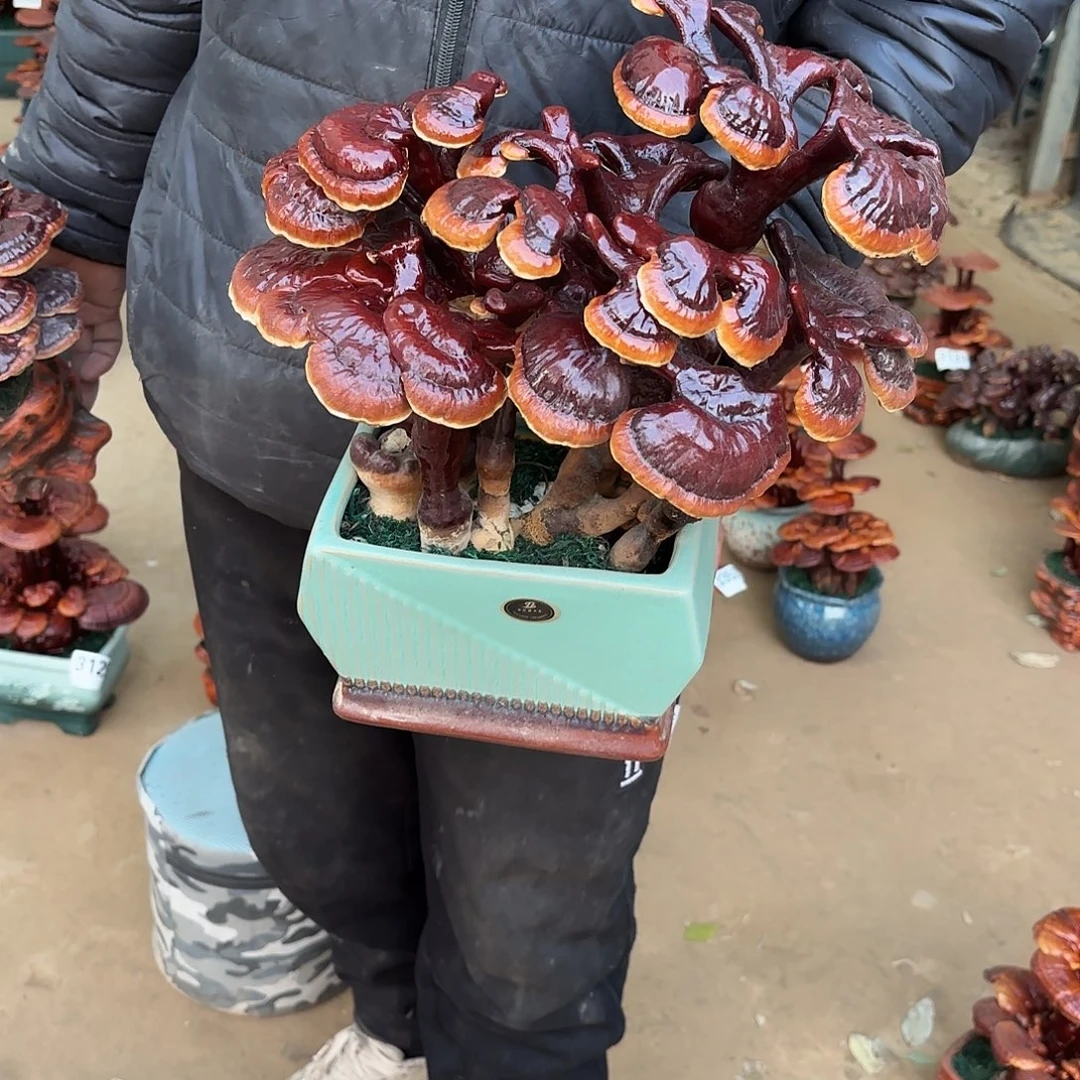 无花朵灵芝是我国著名植物