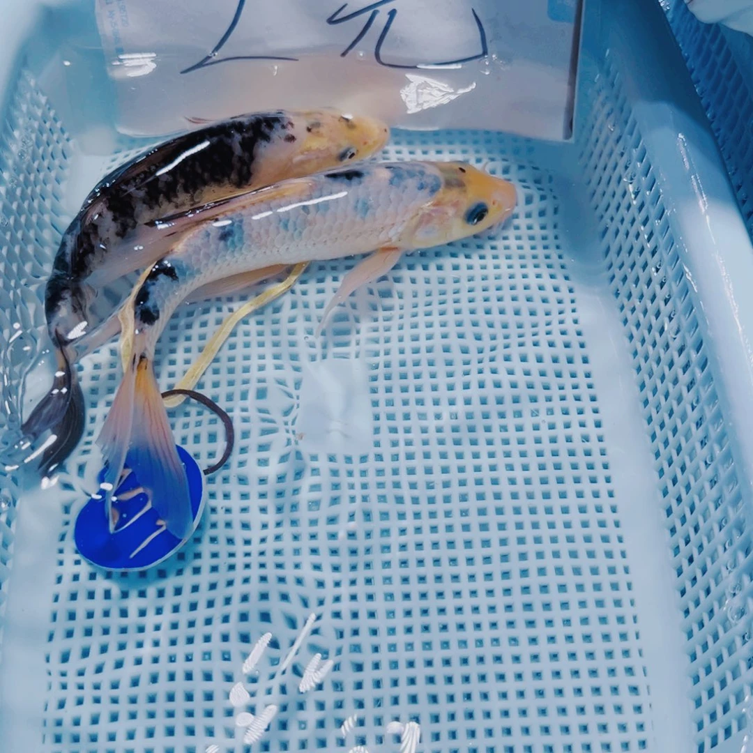 锦鲤101 锦鲤冷水观赏