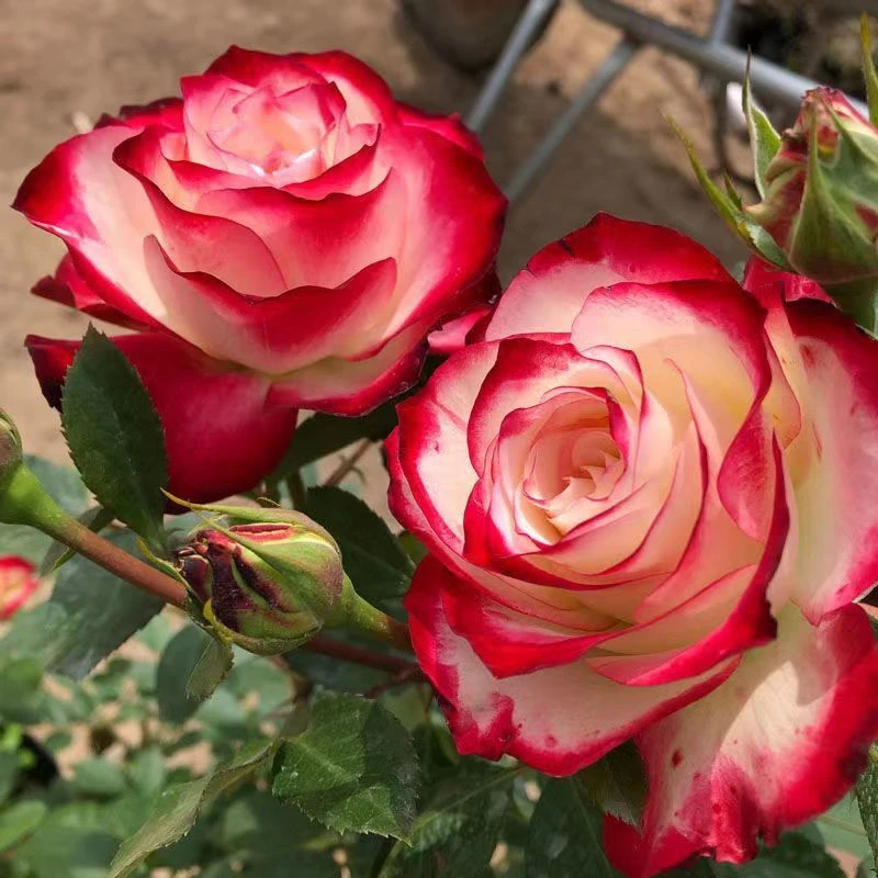 《公爵 》丰花月季中苗浓香四季开花阳台庭院