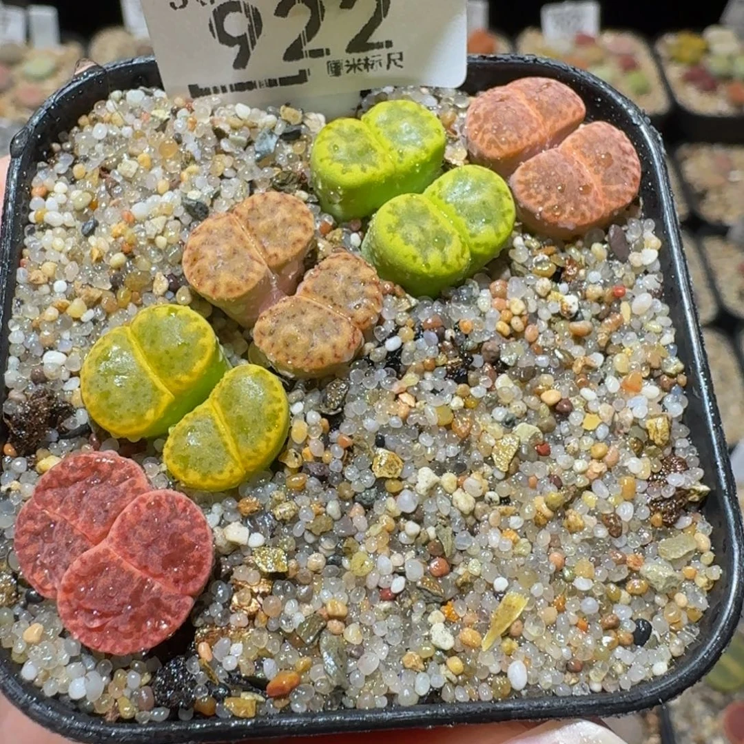 Sssss精品生石花922