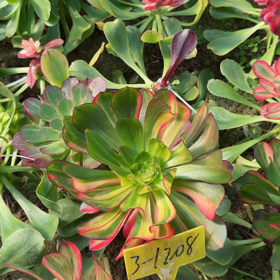 Y****S3-1208--无毒七彩有说