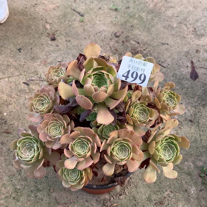 499铜壶万圣节杂交