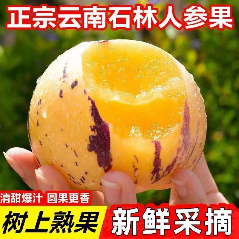 云南正宗石林人参果当季果现采现摘新鲜发货甘甜多汁黄肉圆果