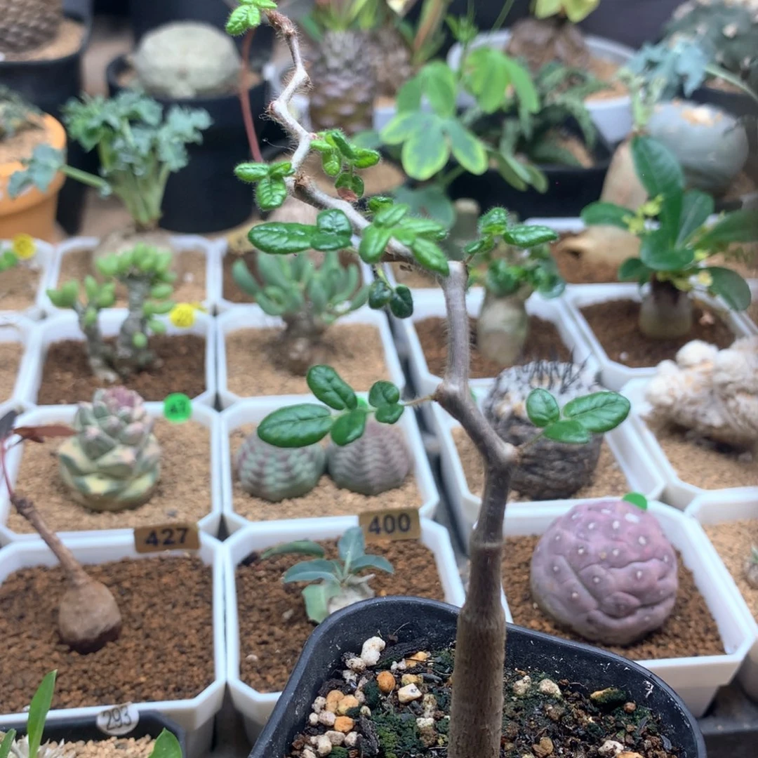 嘎*又实生滔天橄榄带盆