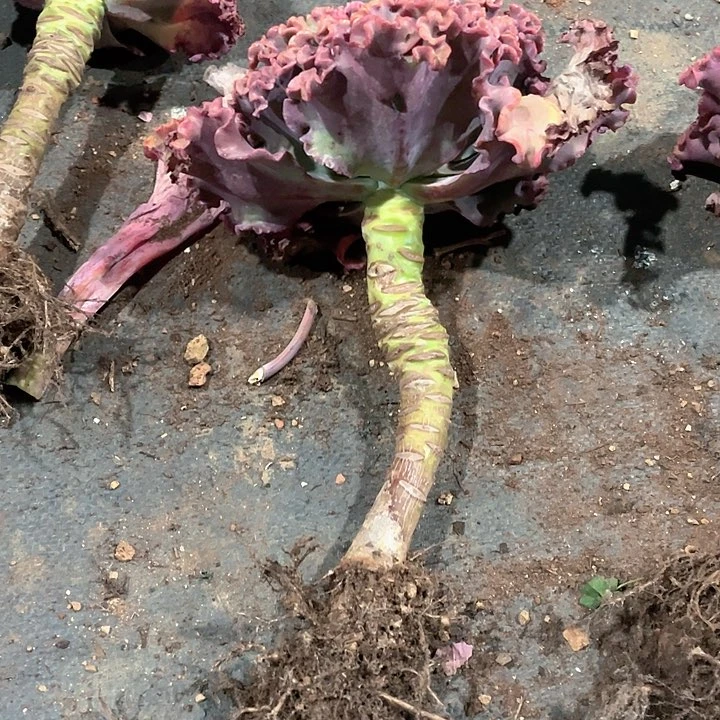 用****8A38 包菜系列 1 棵