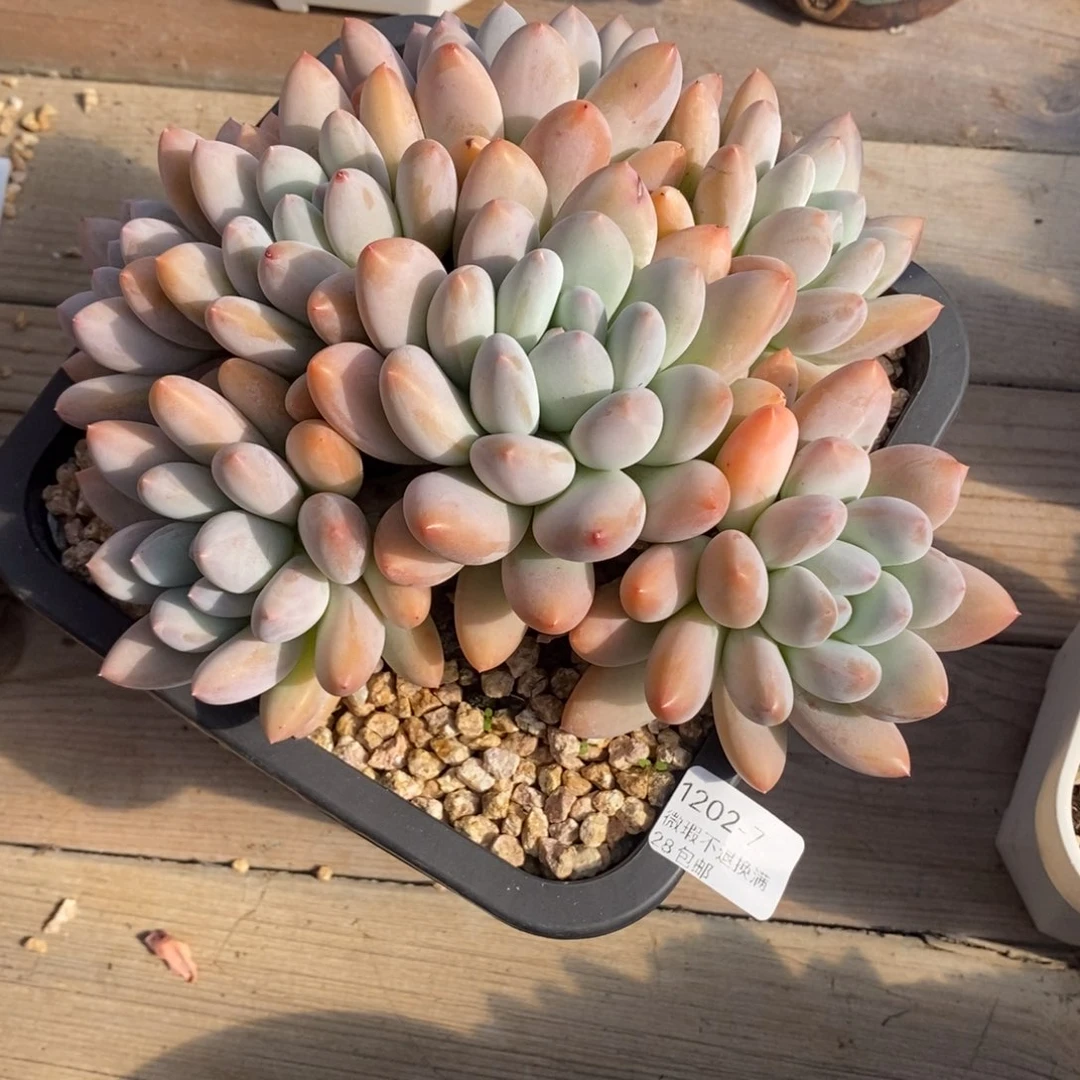 浅***茗7号多肉大群漂亮的