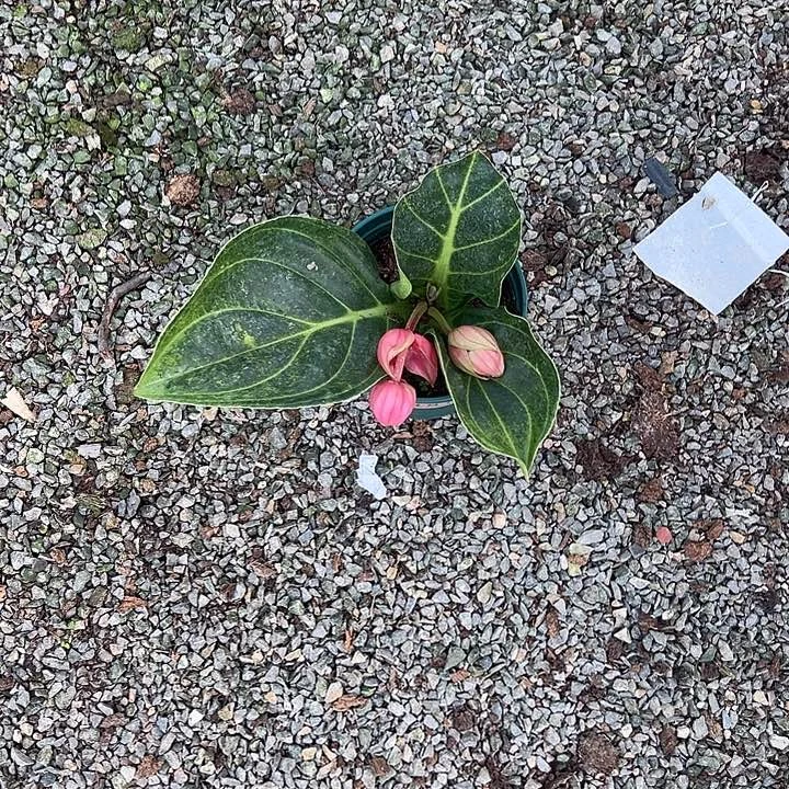 雨***情无花朵荷兰进口宝莲灯