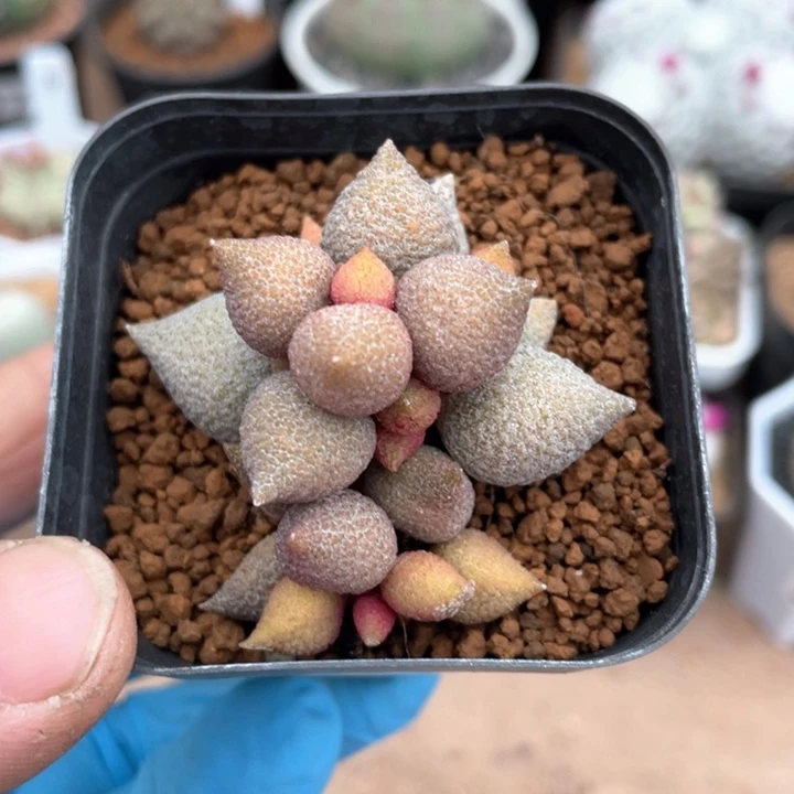 281小辣椒多头植物