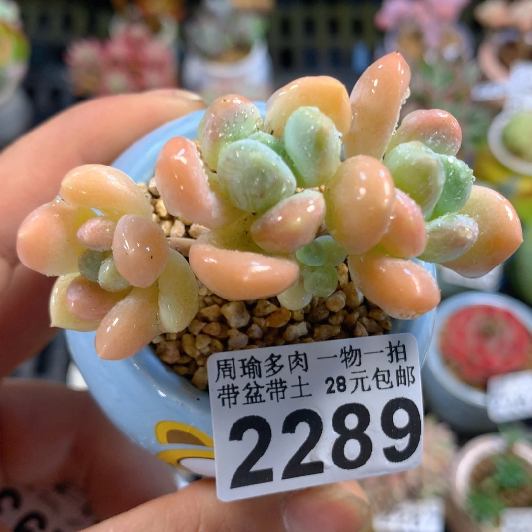 精控多肉植物2289