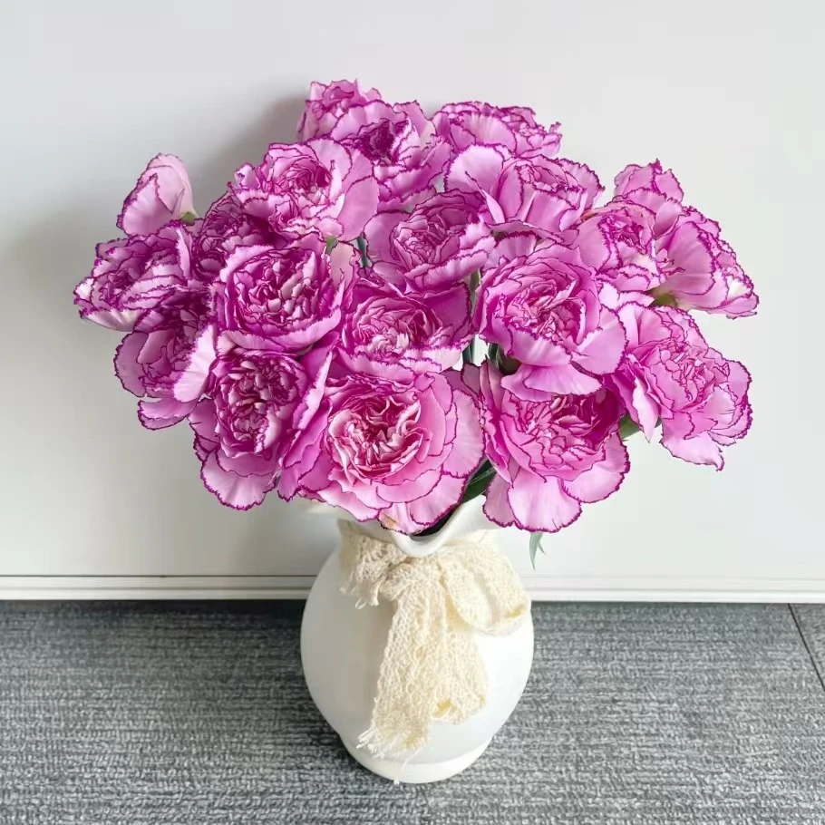 20枝紫霞单头康乃馨 生花苞要养开 (两单发顺丰或京东快递)