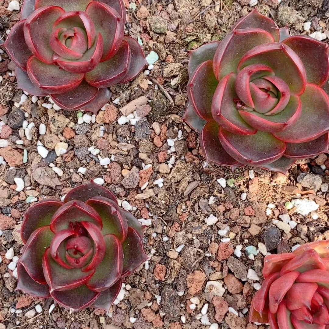 LS专拍链接红灯东云系