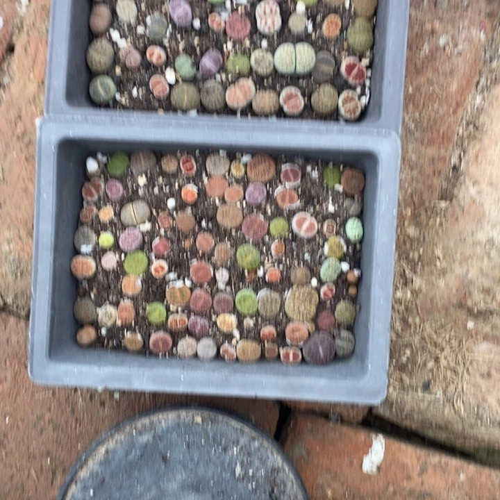 爱***莎生石花的季节到啦935