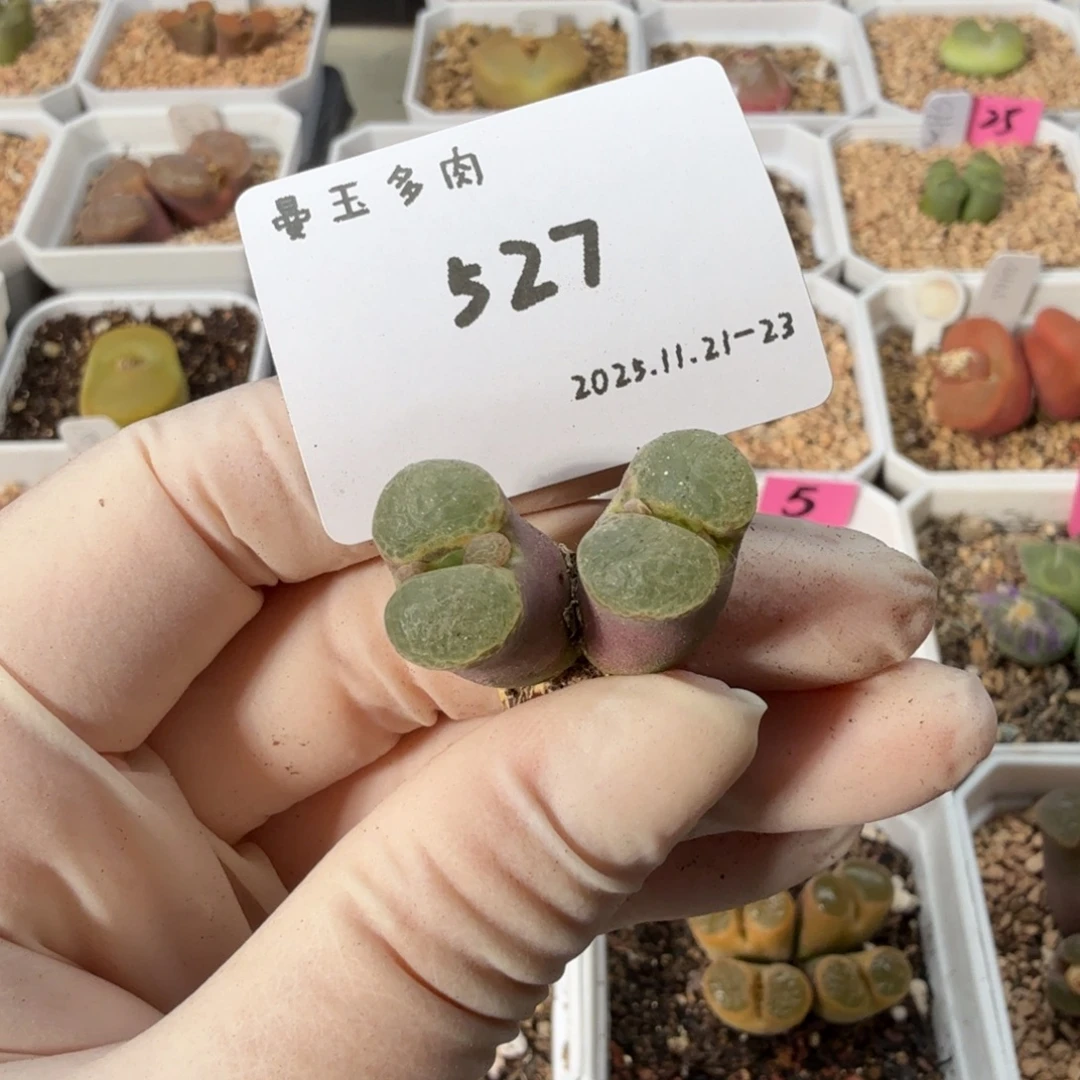 檬***檬多肉多肉多肉11-527