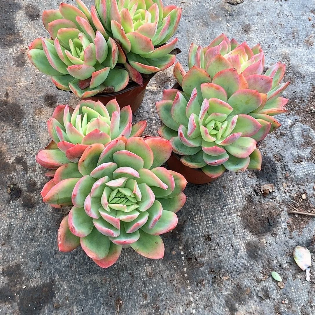 绮罗双头3盆多肉植物
