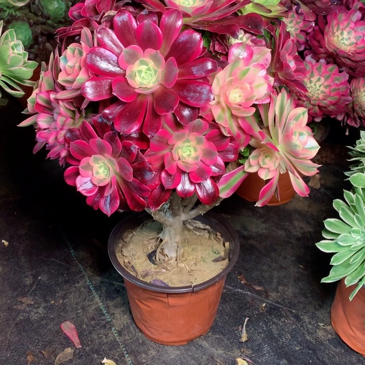 402嫁接多肉111111