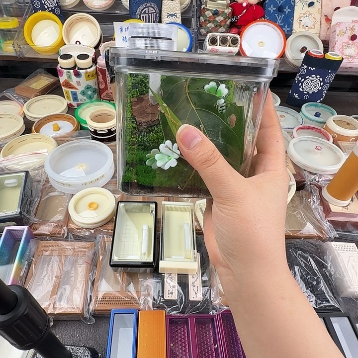 蟋蟀10，10生态箱…………