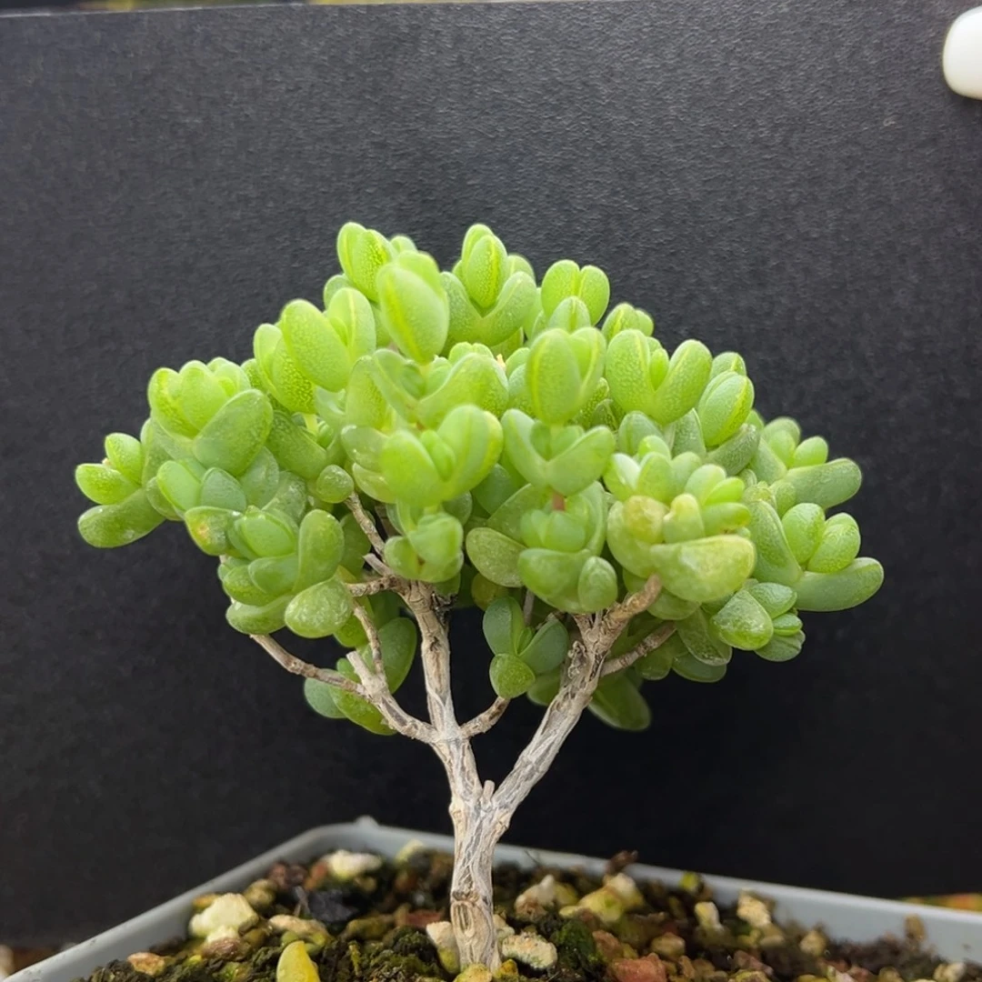 dy3536老桩元宝冠幅7.5cm