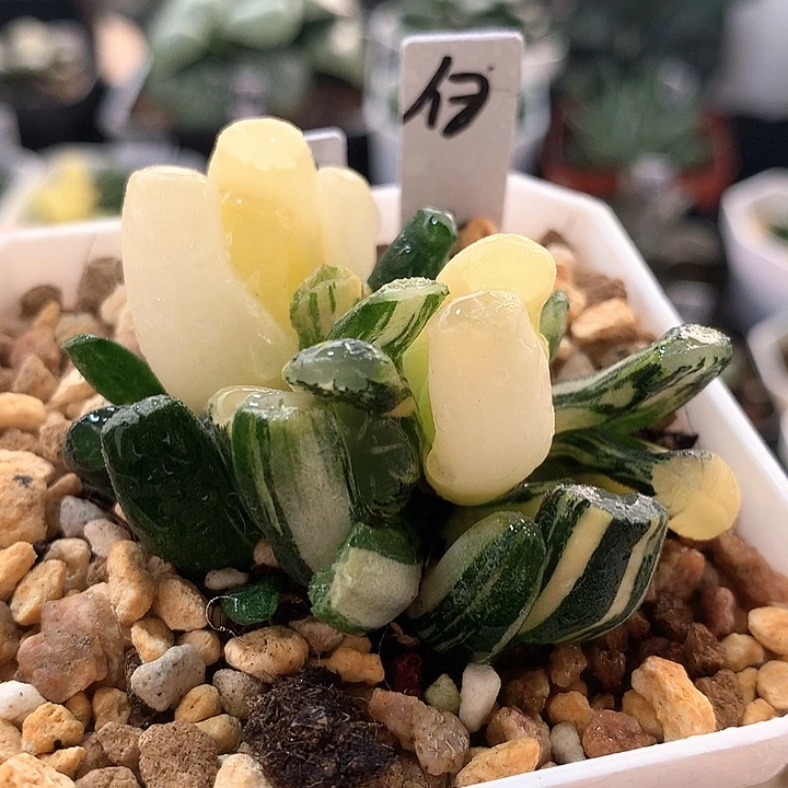 14号白妙万象锦带盆土