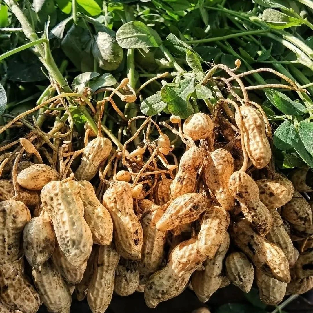新鲜现摘现发湿花生带壳红皮无渣甜